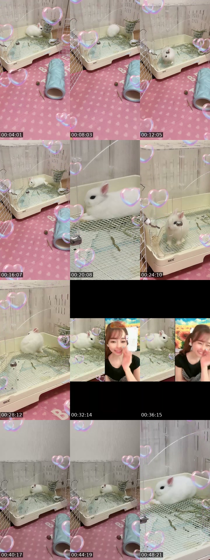 TikTok live: うさぎのいる生活🐰🌺 by @uuuuuuuuusa