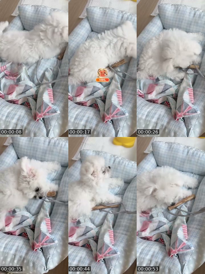 @tyoning_ South Korea TikTok live from 2026-07-21