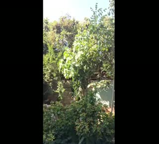 @gullu234gullu Turkey TikTok live from 2026-07-22