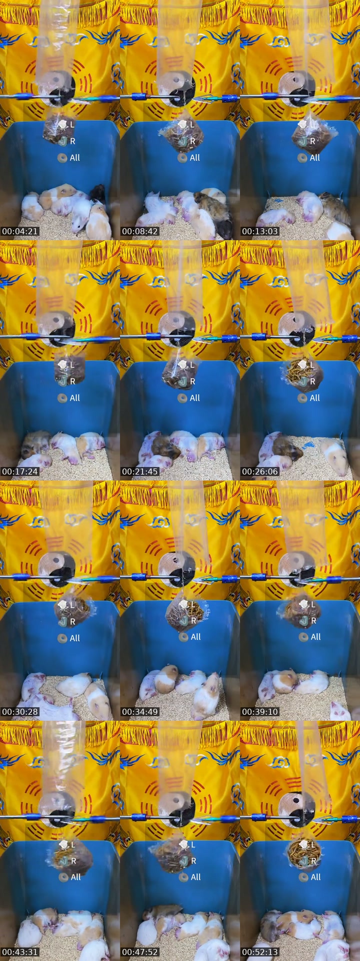 @fhlulsrsq0 TikTok live from 2026-07-01
