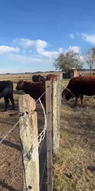 TikTok live: Día de campo by @lualderete5