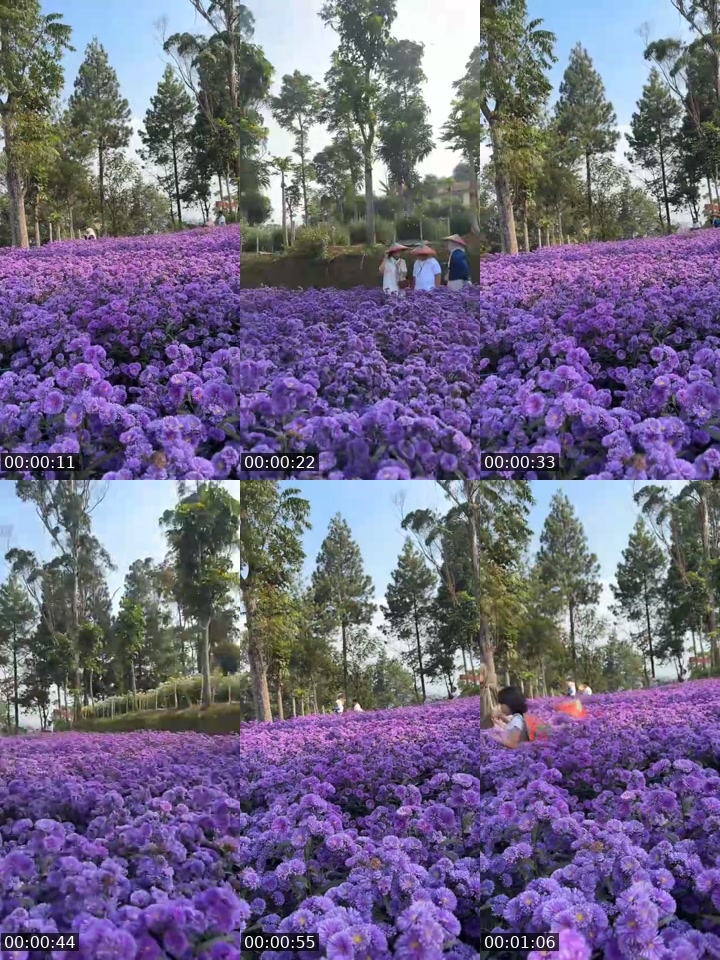 TikTok live: blooming pikok and aster by @bukitstrawberryberbunga