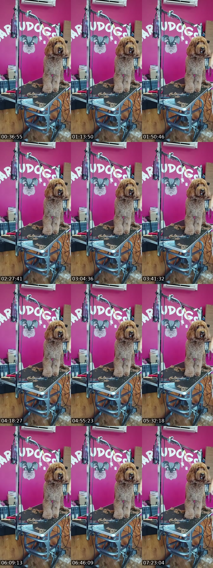 TikTok live: Mañaneos Barbudogs by @barbudogs