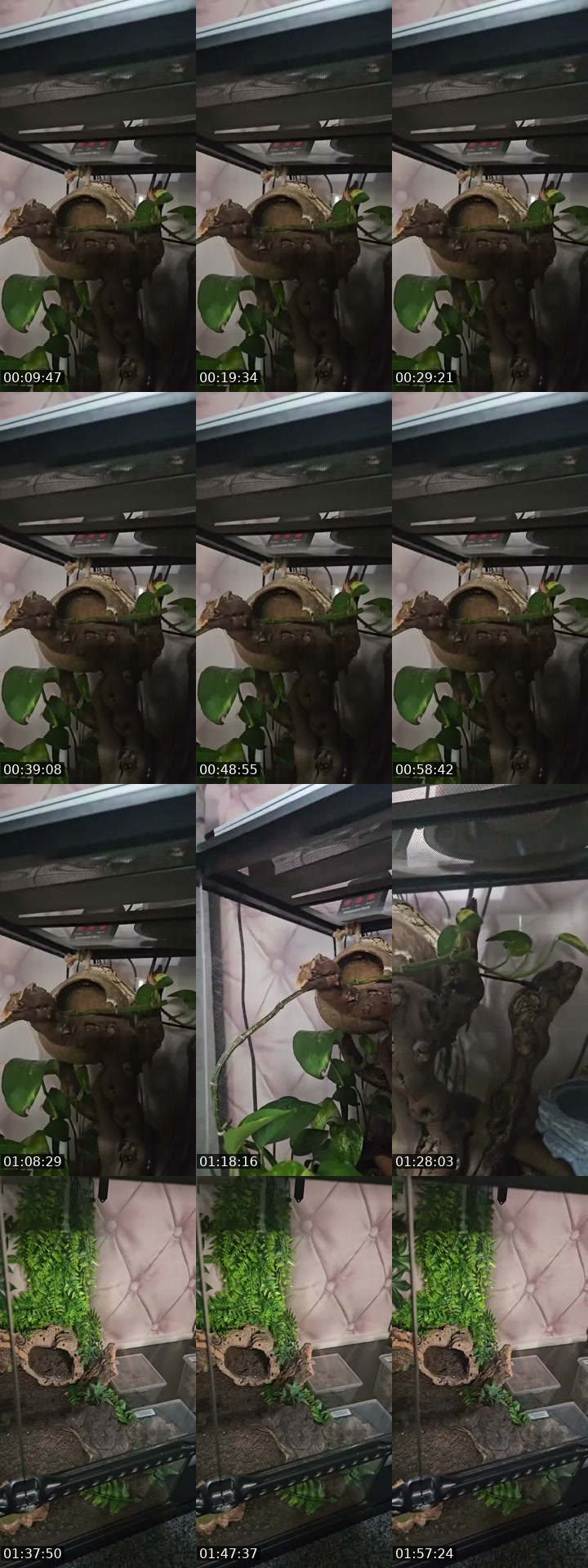 TikTok live: WARNING EXOTIC PETS-(I'm 19) by @skys.animal.zoo