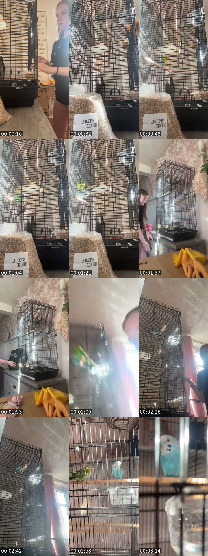 @tintintoca TikTok live from 2026-07-08