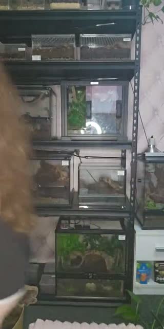 United States TikTok live: WARNING EXOTIC PETS-(I'm 19) by @skys.animal.zoo