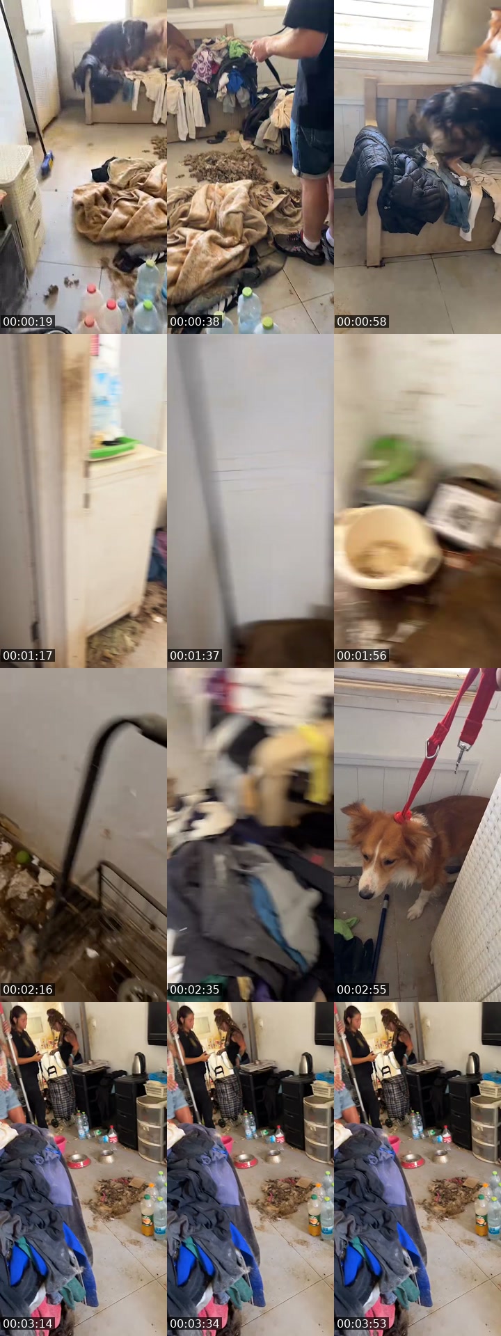 @shanti.farm.rescue TikTok live from 2026-07-11