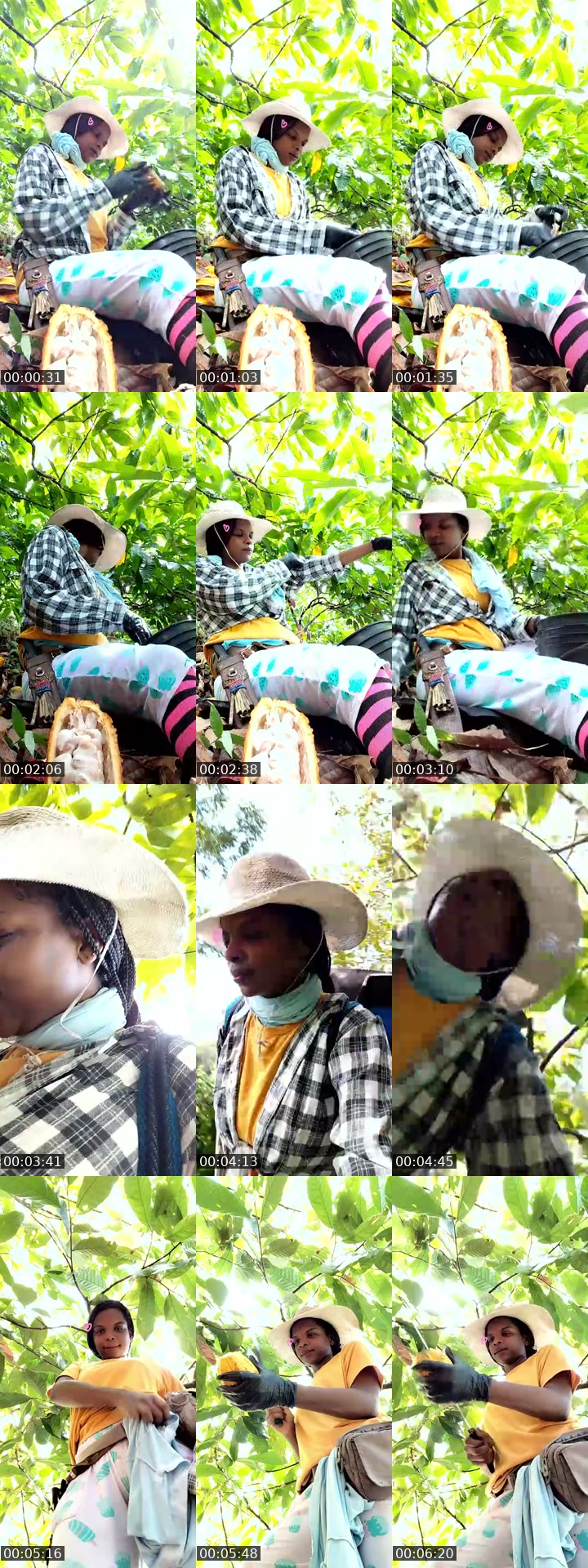 Colombia TikTok live: trabajando con cacao 🍫🤠 by @yeral_g38