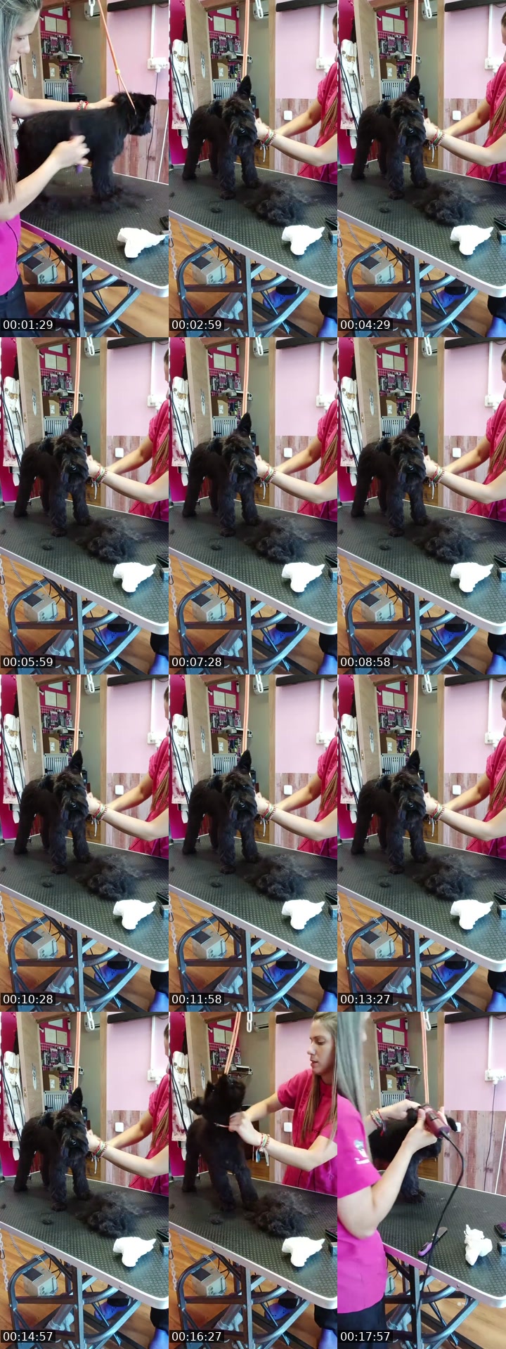 TikTok live: Mañaneos Barbudogs by @barbudogs