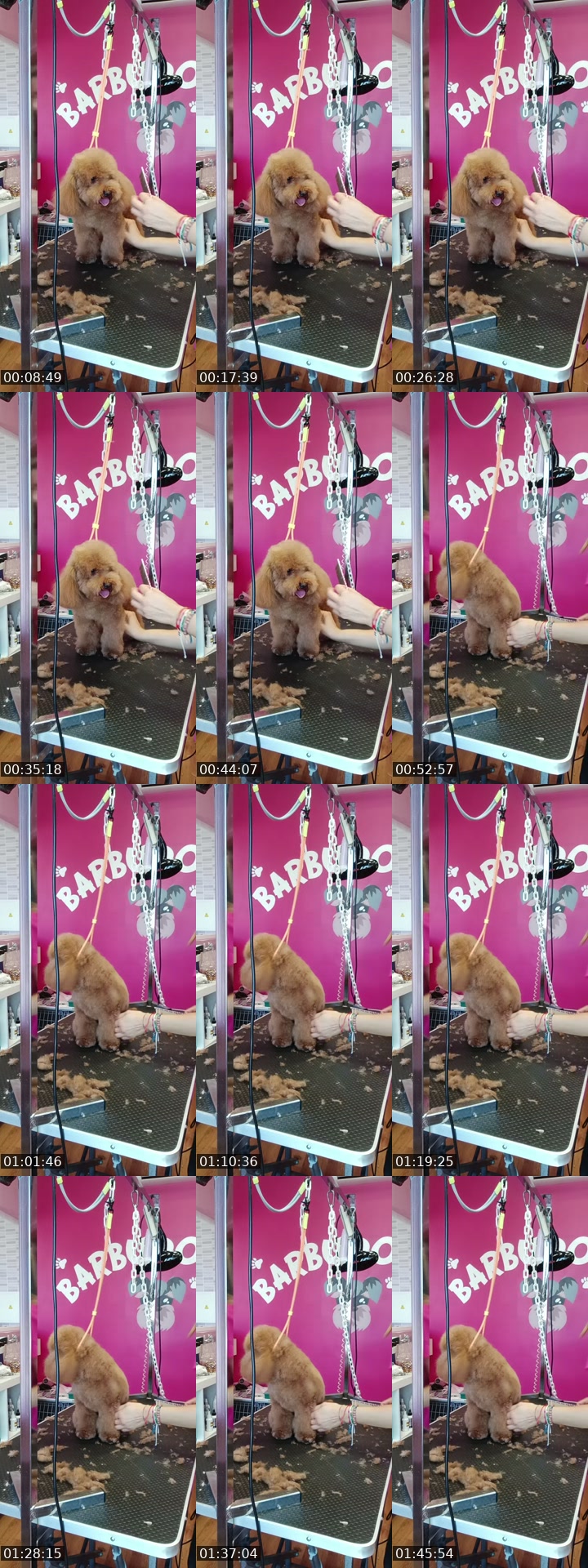 TikTok live: Mañaneos Barbudogs by @barbudogs