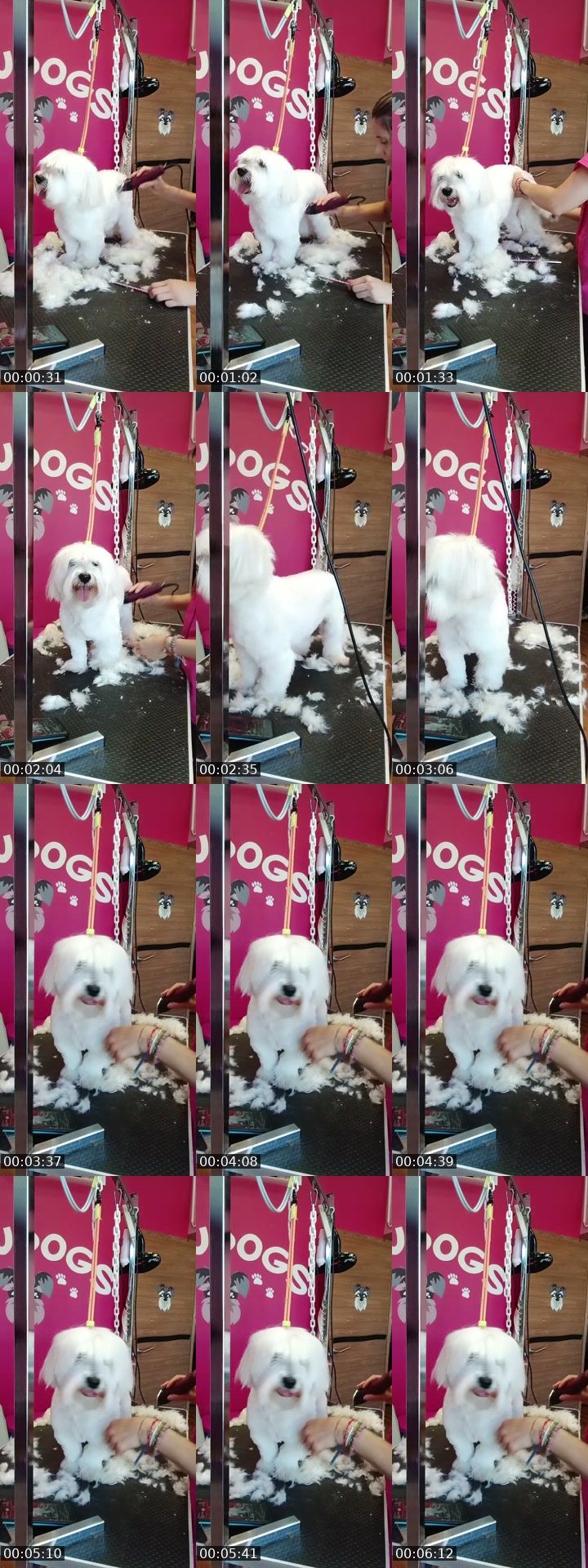 @barbudogs TikTok live from 2026-07-13