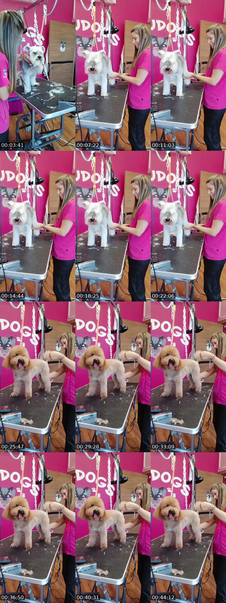 TikTok live: Mañaneos Barbudogs by @barbudogs