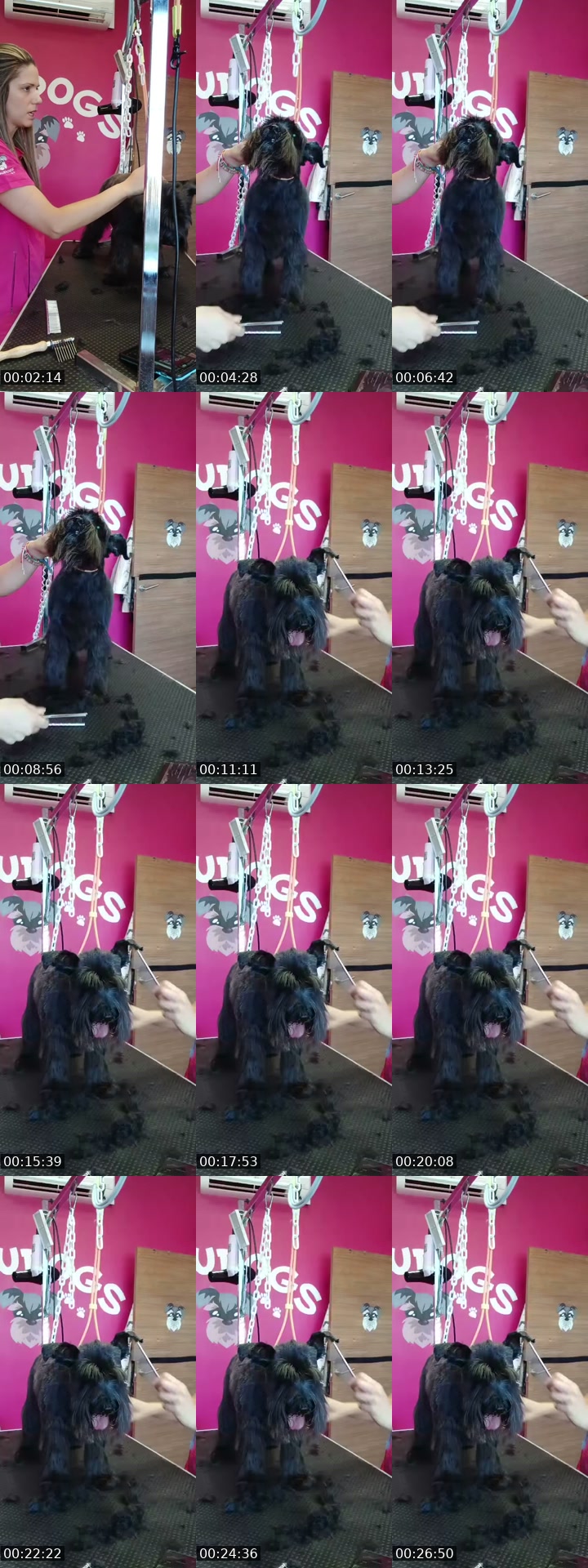 TikTok live: Mañaneos Barbudogs by @barbudogs