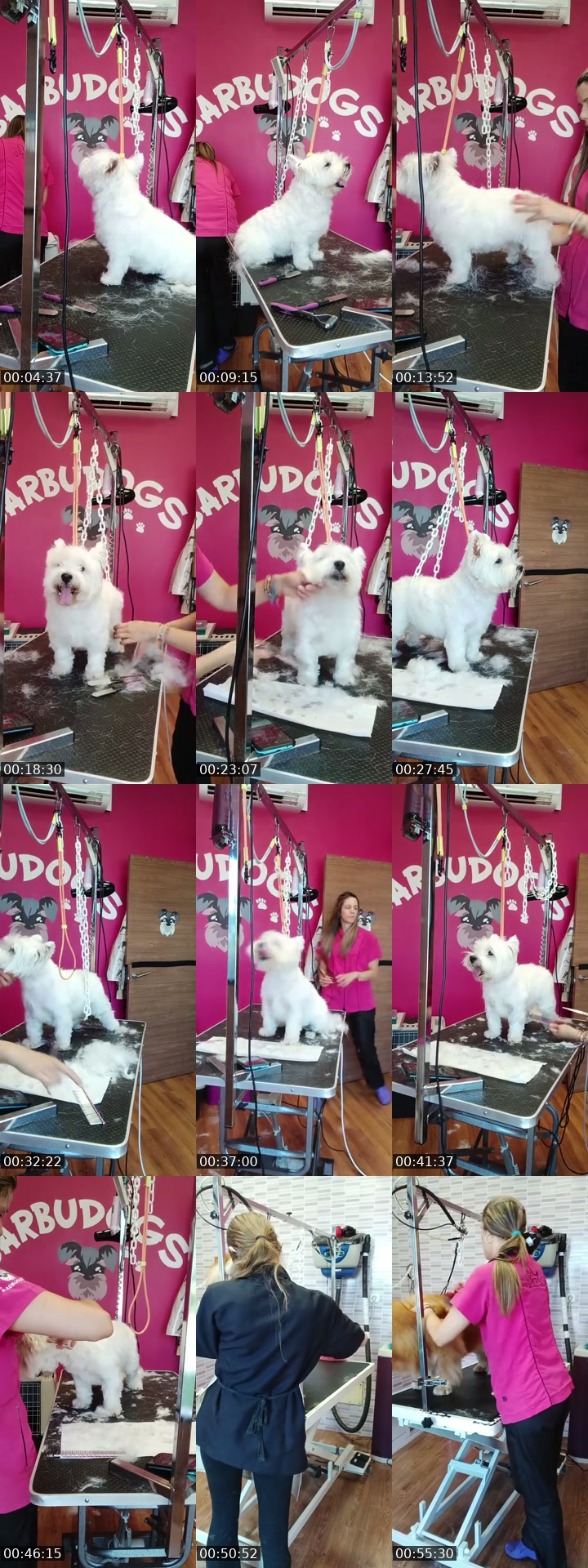 TikTok live: Mañaneos Barbudogs by @barbudogs
