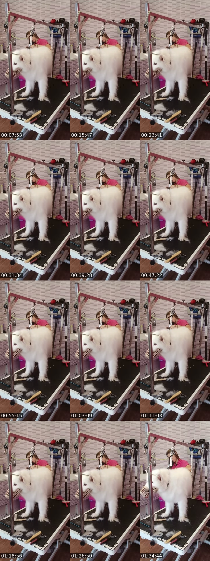 TikTok live: Mañaneos Barbudogs by @barbudogs