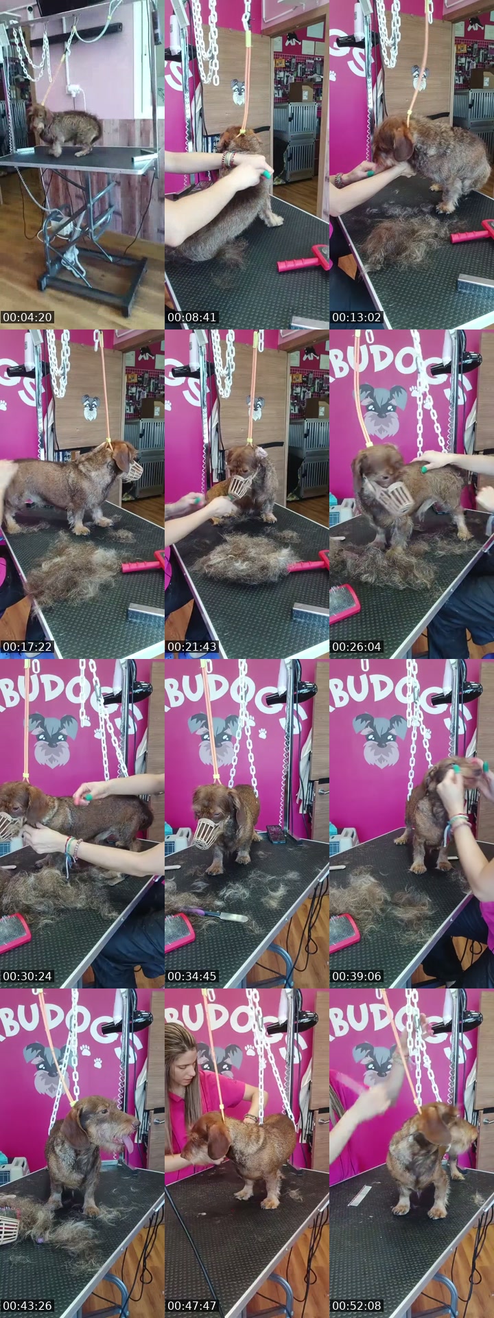 TikTok live: Mañaneos Barbudogs by @barbudogs