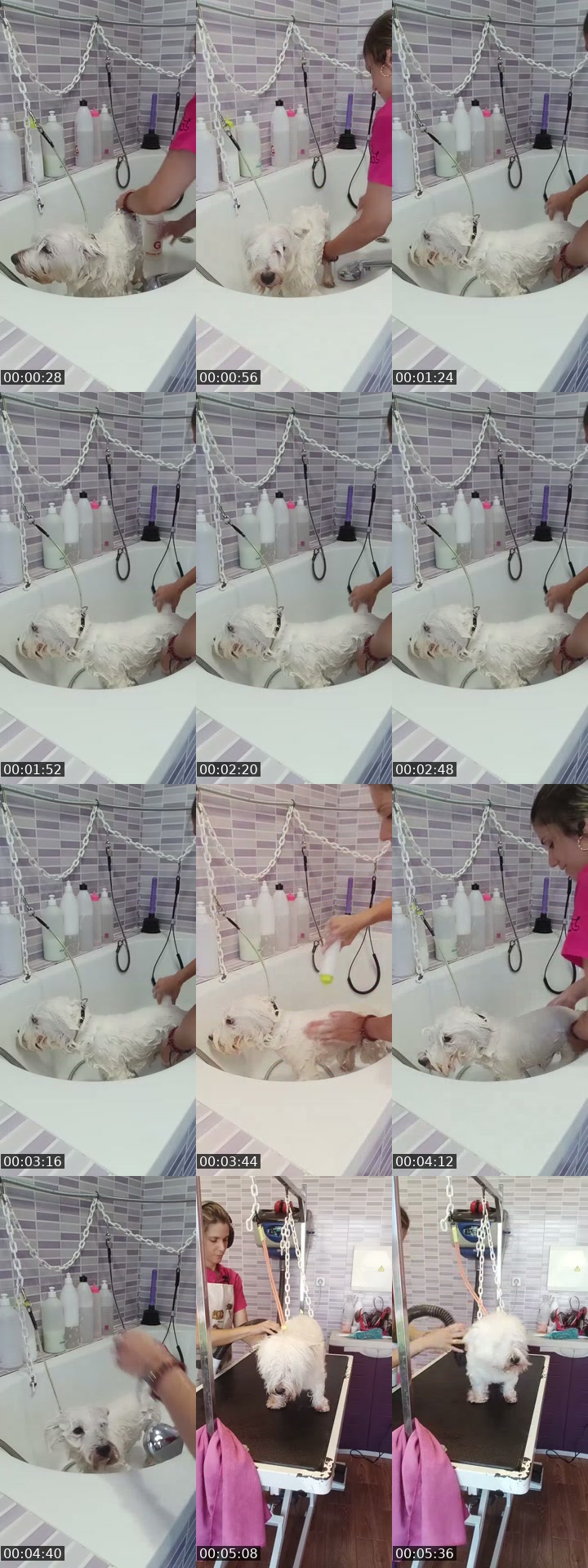 TikTok live: Mañaneos Barbudogs by @barbudogs