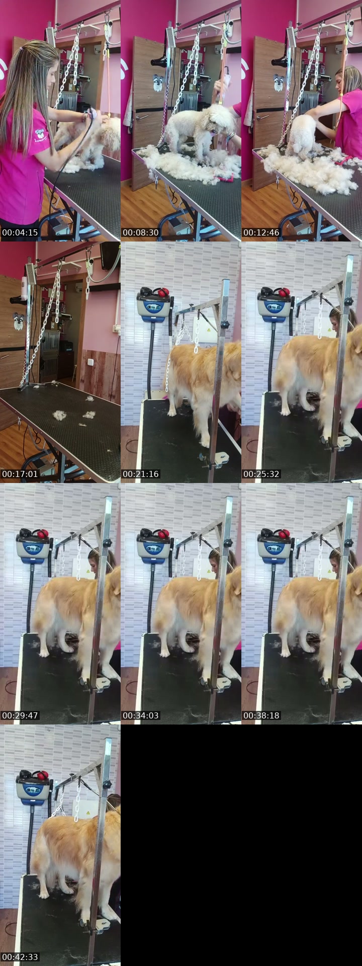 TikTok live: Mañaneos Barbudogs by @barbudogs