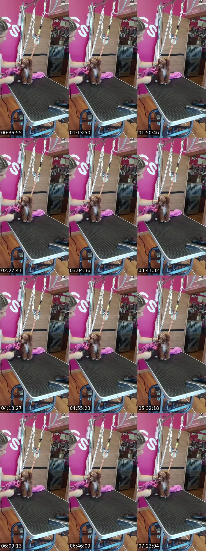 @barbudogs TikTok live from 2026-07-16