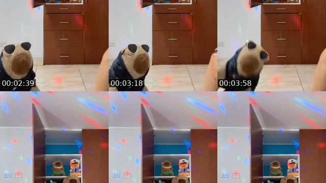 @capyperu TikTok live
