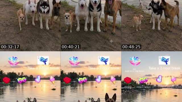 TikTok live: DOG JUMPS INTO THE RIVER by @anlanhsongkhoe5