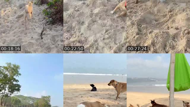 TikTok live: Salam kejengat-kejengit🐕🙏 by @streetdogsch