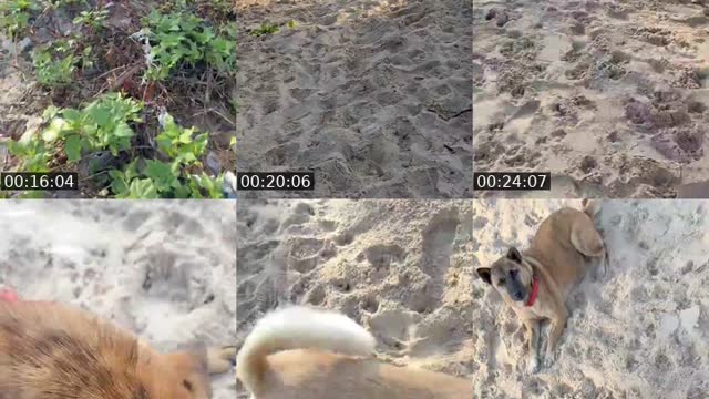 @streetdogsch TikTok live from 2026-08-17