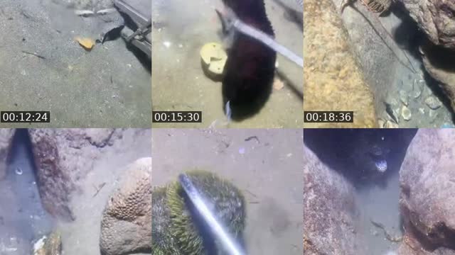 TikTok live: Fish by @dfrg38000dm
