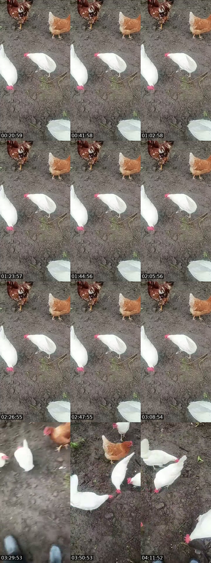 TikTok live: p by @jooa351