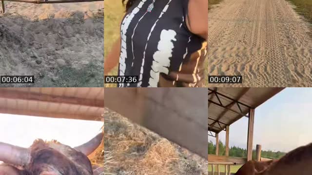 TikTok live: Sundown Cattle Co by @stephonthemorningride