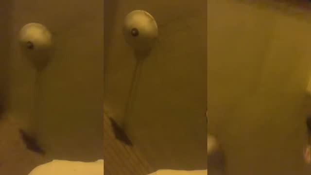 @antonlpr TikTok live from 2026-08-01