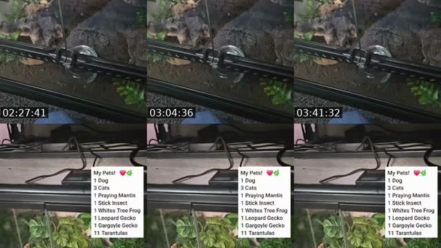 TikTok live: WARNING EXOTIC PETS-(I'm 19) by @skys.animal.zoo