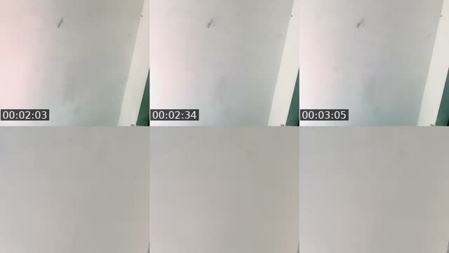 @windeerccs Venezuela TikTok live from 2026-08-05