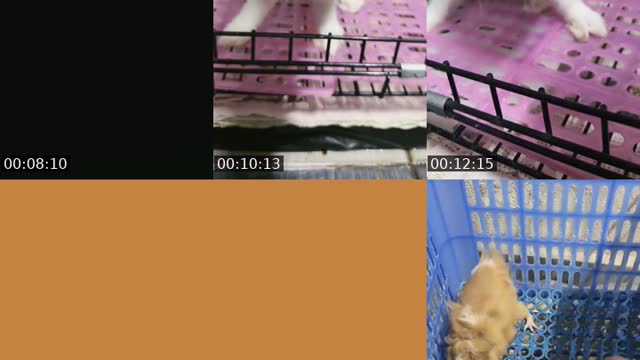 谁偷看是小🐷 - @qianbi_9388