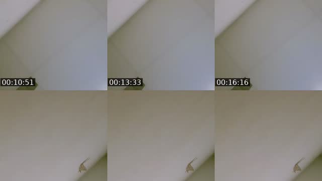@reinaantonio129 TikTok live from 2026-08-08