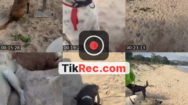 TikTok live: Salam kejengat-kejengit🐕🙏 by @streetdogsch