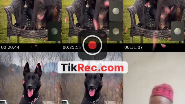 TikTok live: دردشة by @rizing750