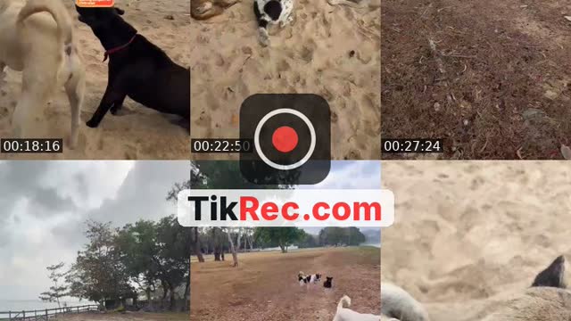 TikTok live: Salam kejengat-kejengit🐕🙏 by @streetdogsch