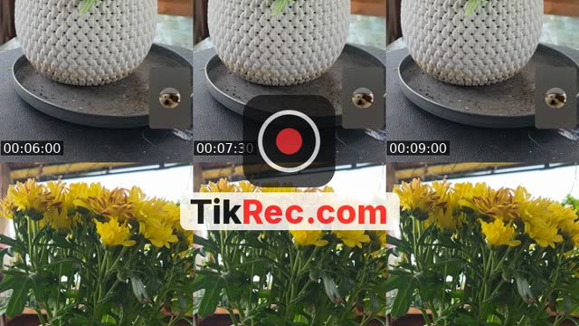 @schmittiii TikTok live