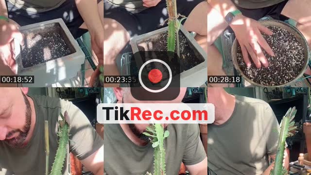 TikTok live: Hang out by @plantdaddy394