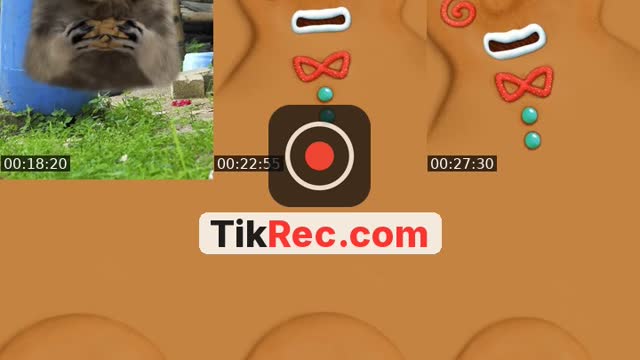 TikTok live: ミルだよ🐈 by @_57391
