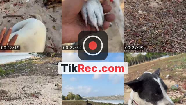 TikTok live: Salam kejengat-kejengit🐕🙏 by @streetdogsch
