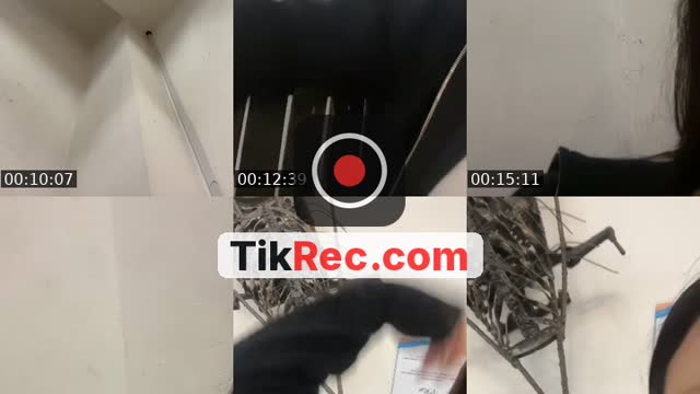 TikTok live: we back by @yellowfunnyapplepie66