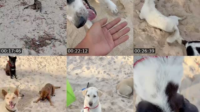 @streetdogsch TikTok live from 2026-08-23