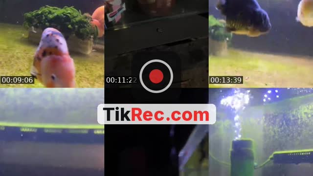 @cesss1202 TikTok live