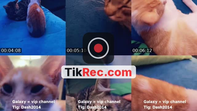 @dash_dgraff TikTok live