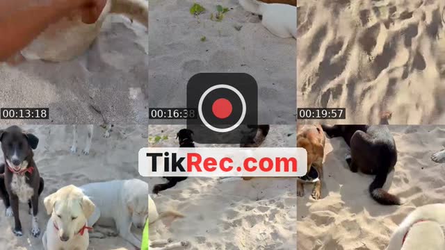 TikTok live: Salam kejengat-kejengit🐕🙏 by @streetdogsch
