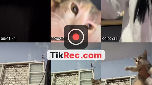 @444danone TikTok live