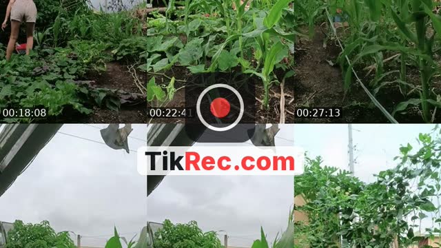 @gela001 TikTok live from 2026-08-29
