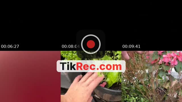 TikTok live: Birthday month 🍰🍒😘☀️ by @littlelulus123